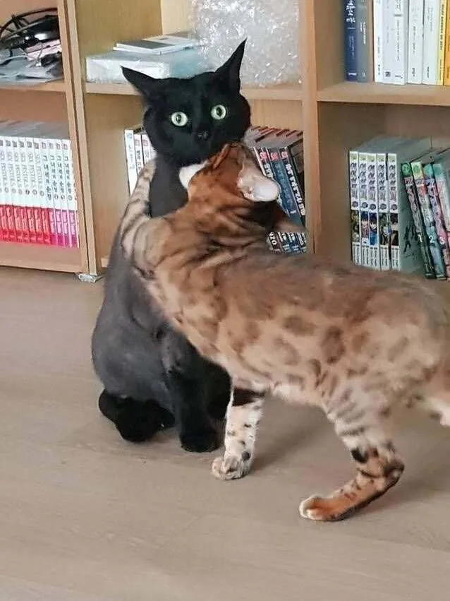 7751.jpg 고양이 앞에서 하악질을 하면.jpg