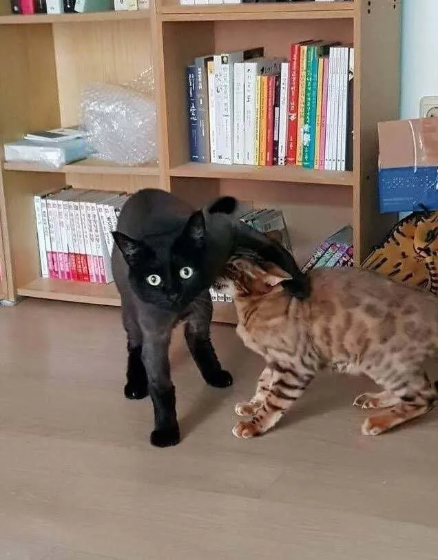 7753.jpg 고양이 앞에서 하악질을 하면.jpg