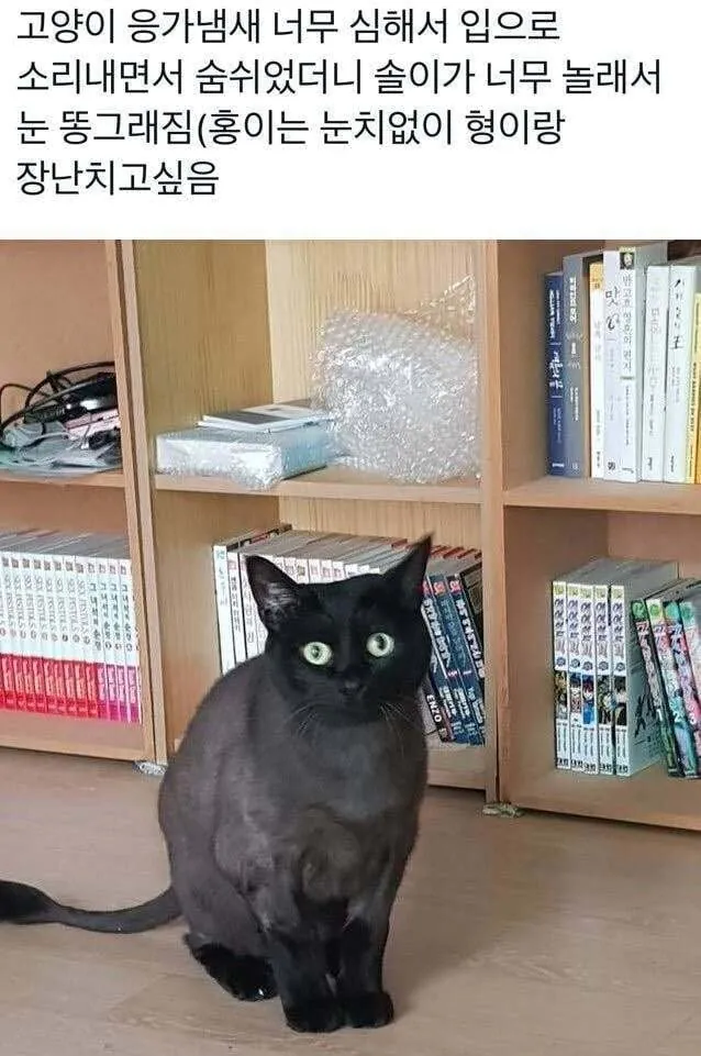 7750.jpg 고양이 앞에서 하악질을 하면.jpg