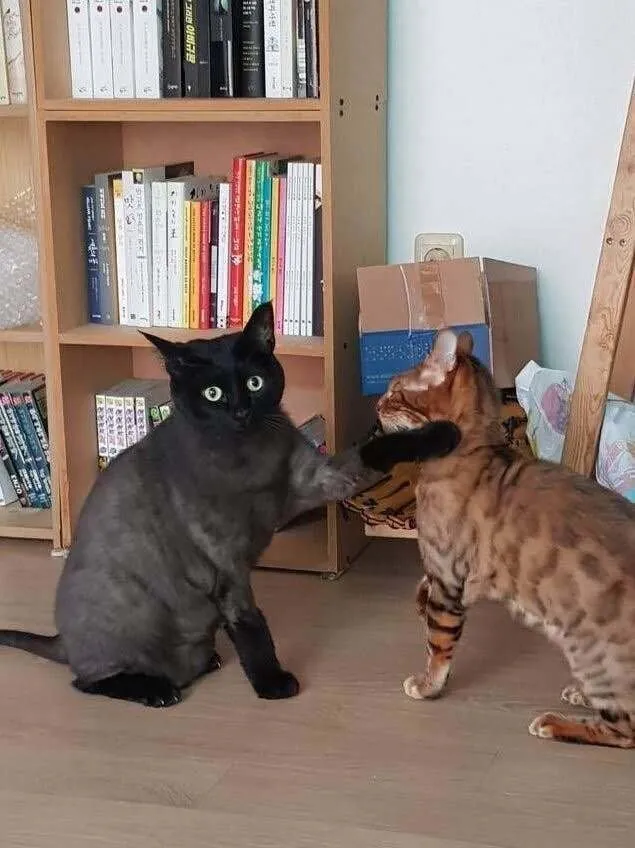 7752.jpg 고양이 앞에서 하악질을 하면.jpg