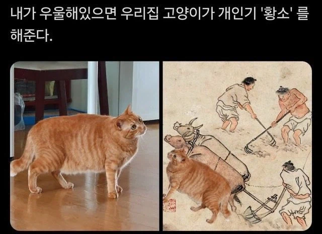 고양이의 개인기_1.webp