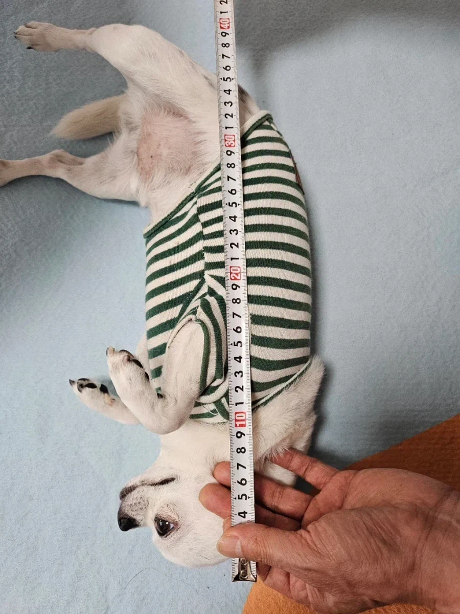 당근에 강아지 집 올려놨는데 온 문의.jpg_2.webp